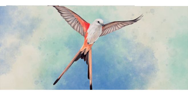 Wingspan Game and Expansions